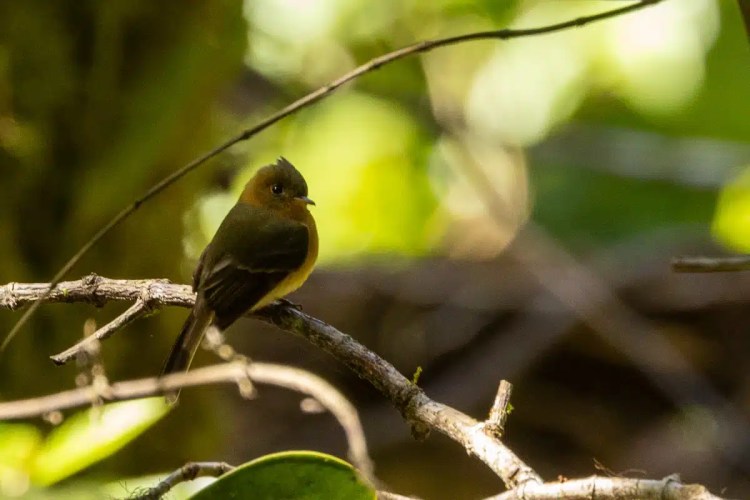 Osprey in flight against a pale sky, wings spread wide.