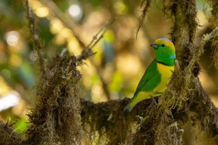 Osprey in flight against a pale sky, wings spread wide.