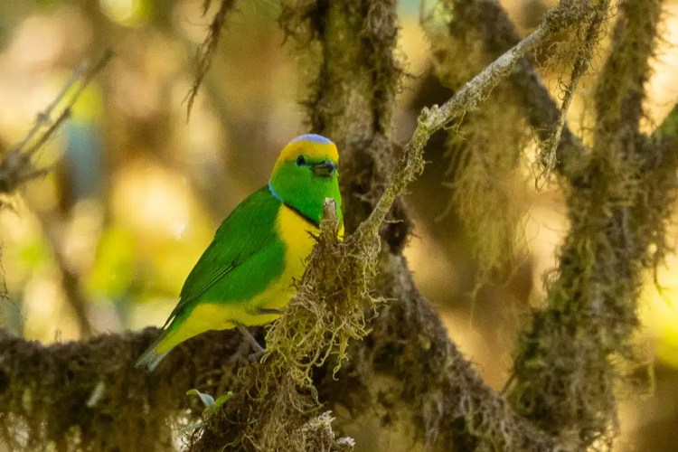 Osprey in flight against a pale sky, wings spread wide.