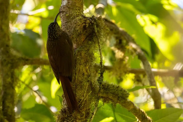 Osprey in flight against a pale sky, wings spread wide.