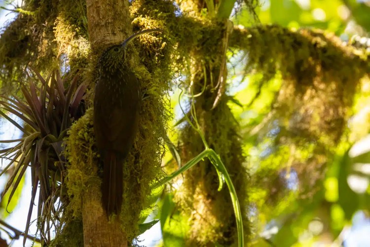 Osprey in flight against a pale sky, wings spread wide.