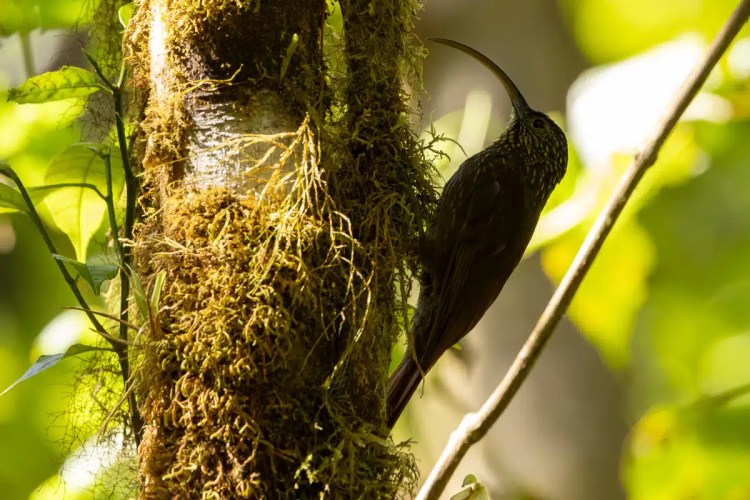 Osprey in flight against a pale sky, wings spread wide.