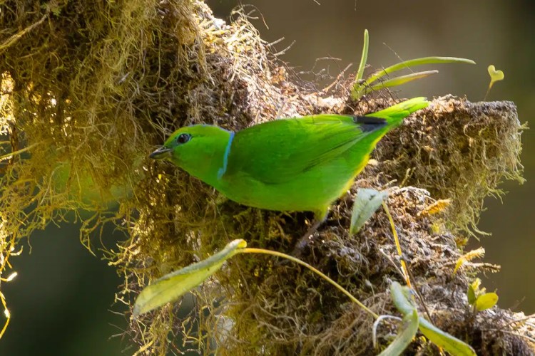 Osprey soaring in flight.