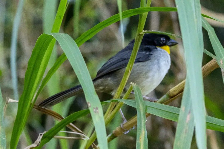 Osprey soaring in flight.