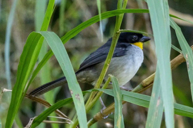 Osprey soaring in flight.