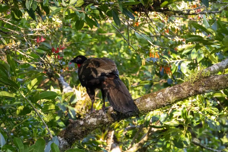 Osprey soaring in flight.