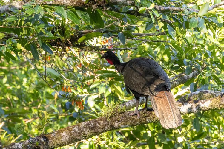 Osprey soaring in flight.