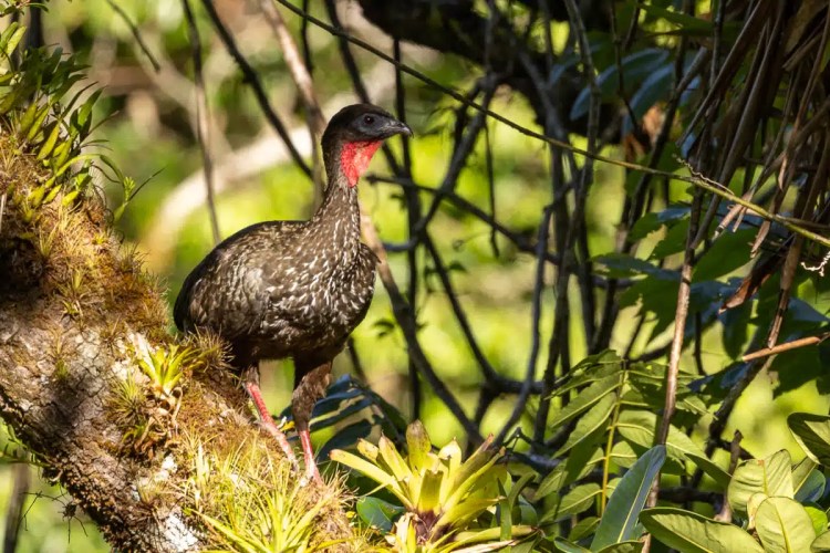 Osprey soaring in flight.