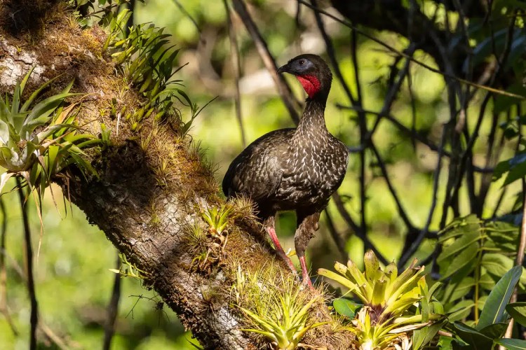 Osprey soaring in flight.