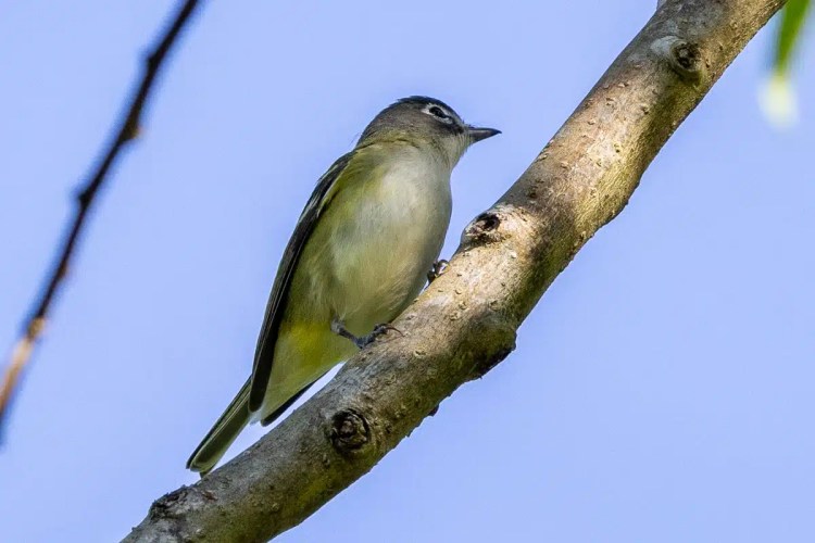 Osprey soaring in flight.