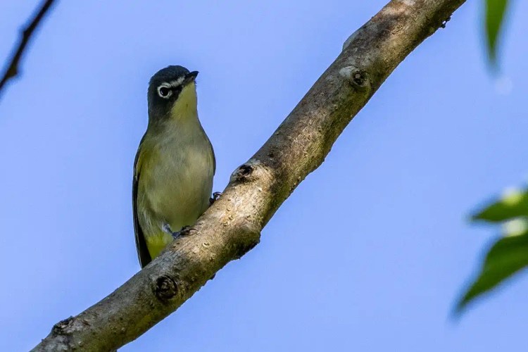 Osprey soaring in flight.