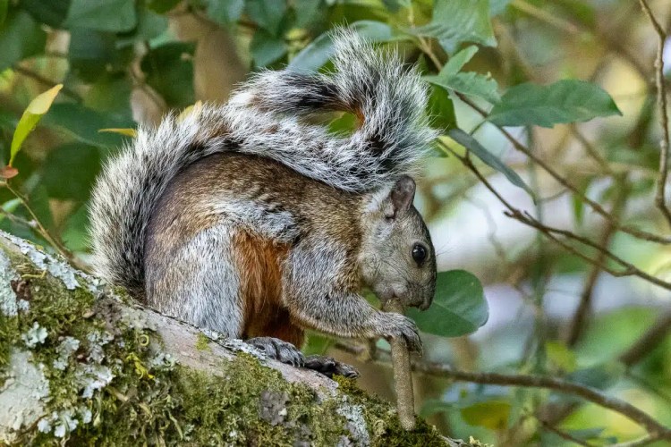 Osprey diving, wings spread, hunting in the Highlands in May.