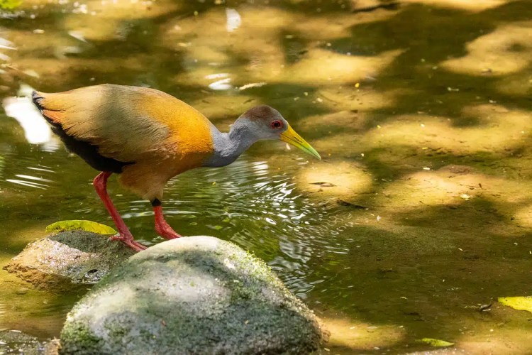 Grey-necked Wood Rail on a mossy rock in Costa Rica, foraging for food in shallow water.