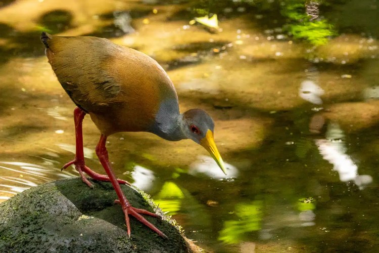 Grey-necked wood rail foraging in water, North East Costa Rica.