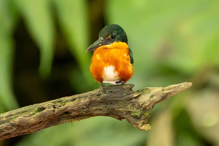 Rufous-tailed kingfisher perched on a branch in North East Costa Rica.