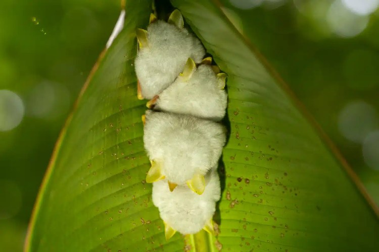 Honduran white bats roosting in a leaf in Costa Rica