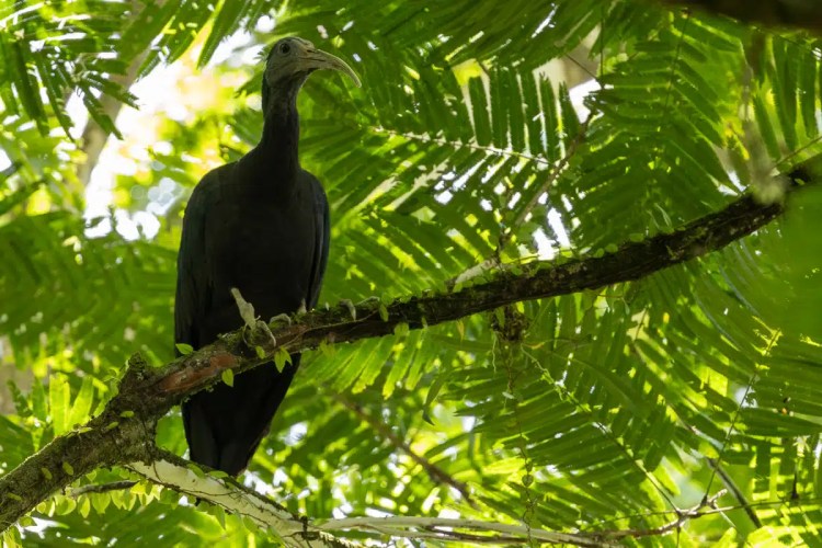 Great Green Macaw perched on a branch in the lush rainforest of North East Costa Rica.