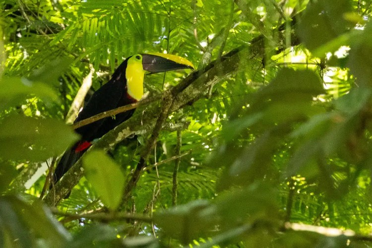 Toucan perched in lush green foliage of North East Costa Rica.