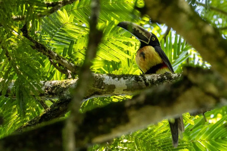 Toucan perched on a branch in North East Costa Rica. Beautiful bird photography.