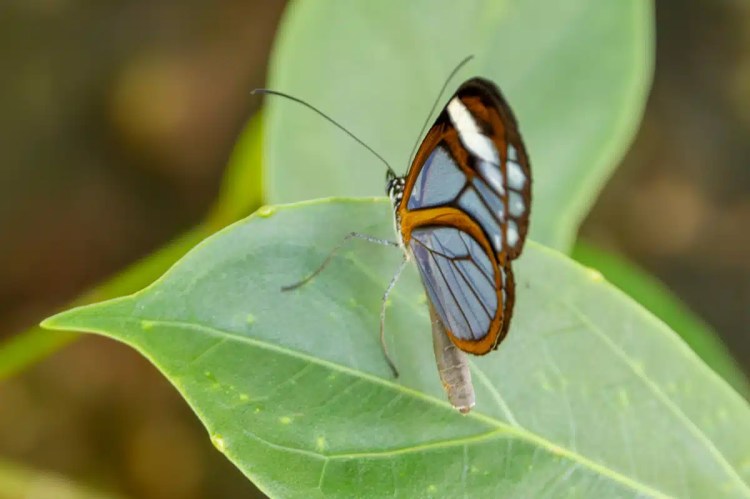Butterfly with brown and white wing markings perched on a green leaf in Costa Rica.