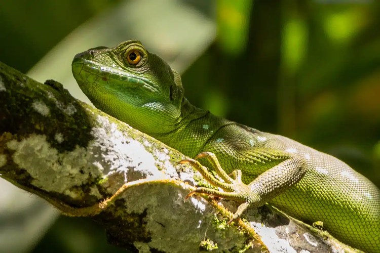 Green basilisk lizard resting on a branch in Costa Rica.
