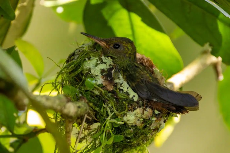 Hummingbird nesting in North East Costa Rica.
