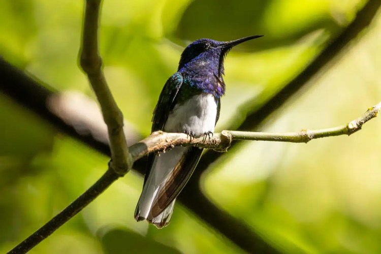 Hummingbird perched on a branch in North East Costa Rica.
