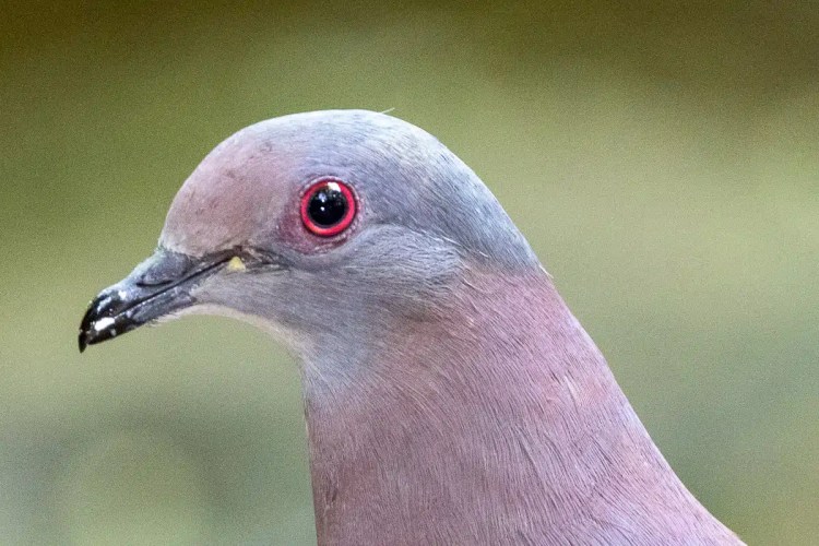 Red-eyed pigeon close-up in North East Costa Rica.
