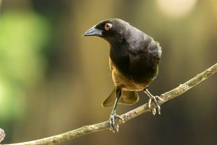 Black oropendola bird perched on a branch in North East Costa Rica.