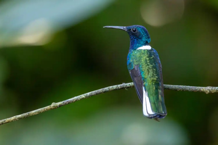 Hummingbird perched on a branch in North East Costa Rica.