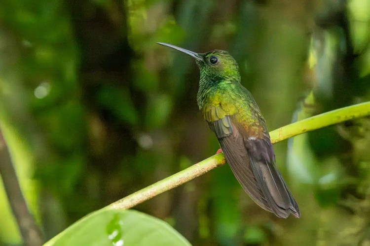 Green-crowned brilliant hummingbird perched on a branch in Costa Rica.