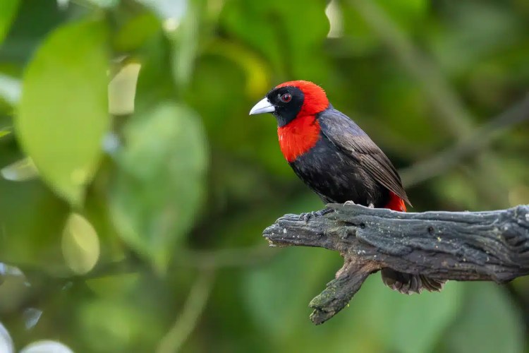 Red-headed manakin perched on a branch in North East Costa Rica.