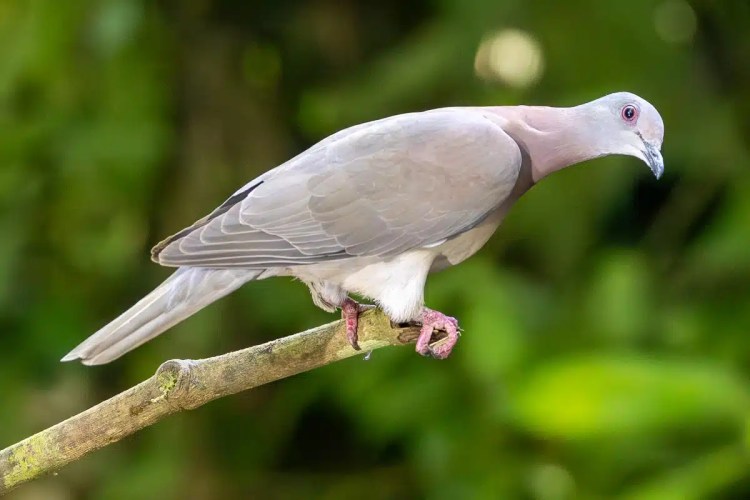 Collared Dove perched on a branch in North East Costa Rica.