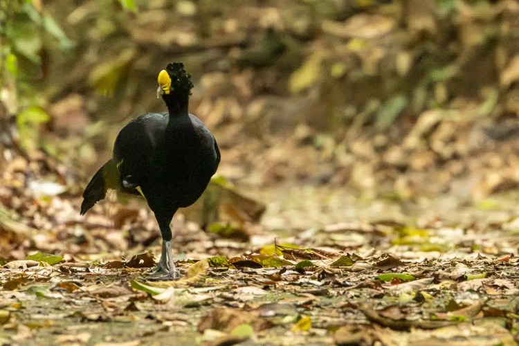 Snow bunting in snow, a highland birding find.