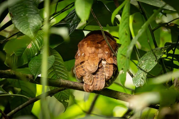Snow bunting in snow, a highland birding find.