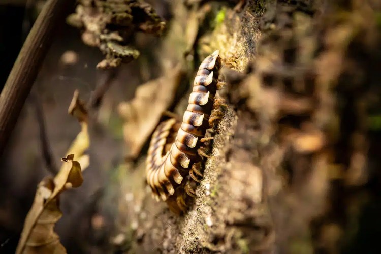 Snow bunting in snow, a highland birding find.