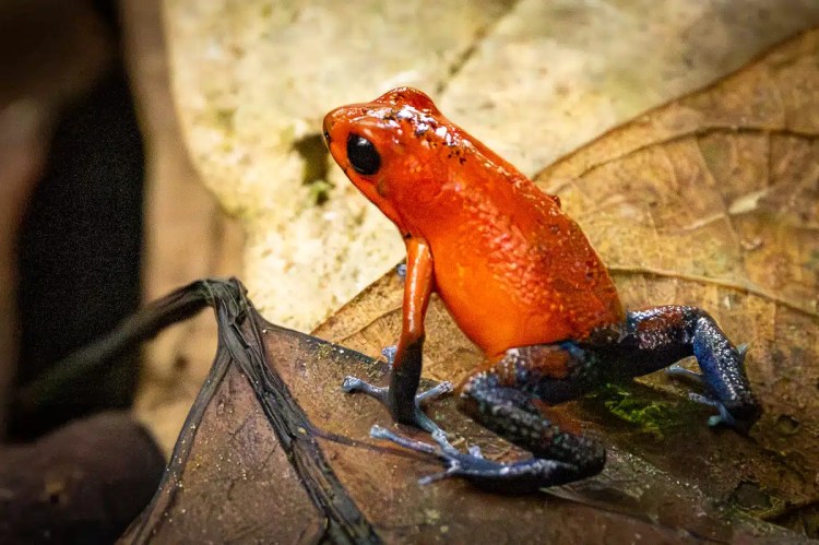 Snow bunting in snow, a highland birding find.