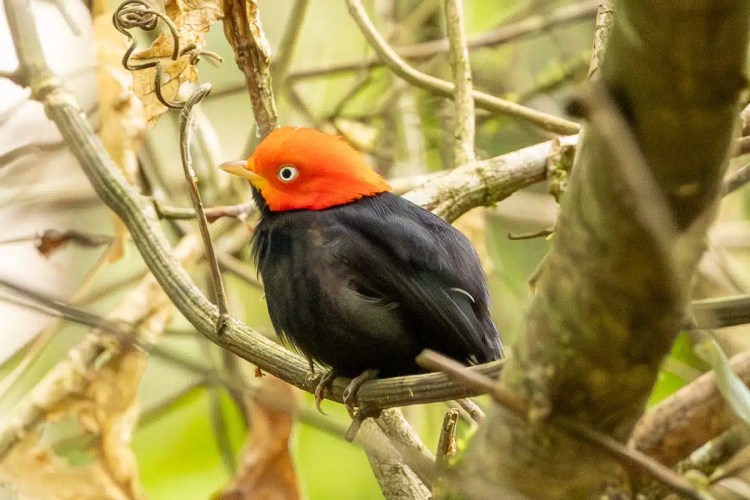 Snow bunting in snow, a highland birding find.