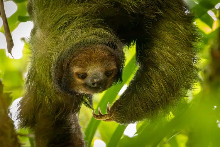 Snow bunting in snow, a highland birding find.