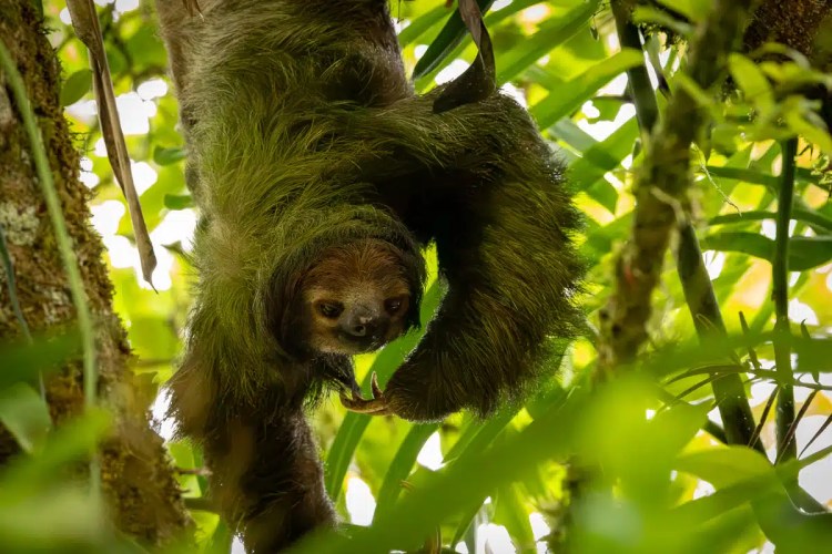 Snow bunting in snow, a highland birding find.