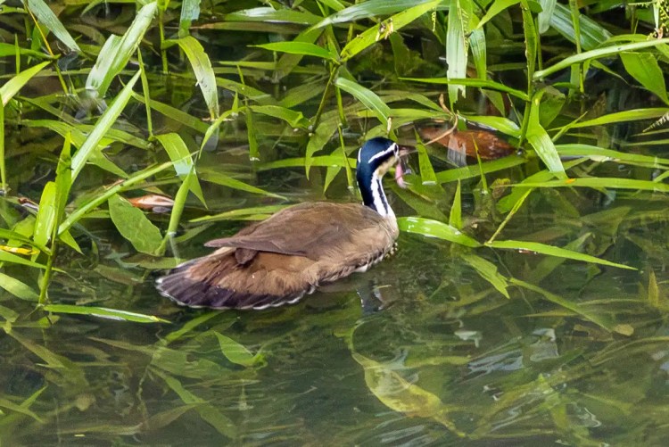 Muscovy duck swimming in Arenal, Costa Rica, with a worm in its beak, surrounded by green foliage.