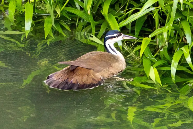 Sunbittern bird swimming in water surrounded by lush green vegetation, Arenal wildlife.
