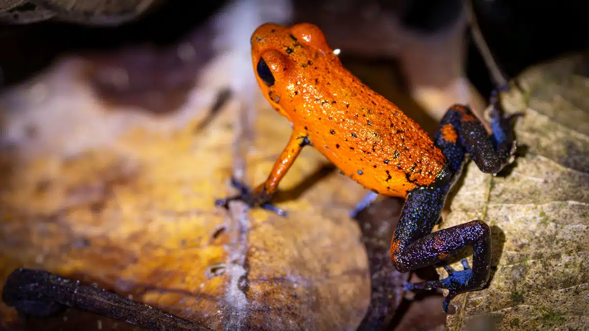 Strawberry poison-dart frog with blue legs on a leaf in Costa Rica.