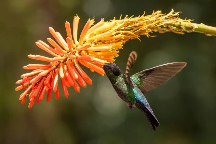 Guillemots nesting on a rocky cliff face in the Scottish Highlands. Highland birding.