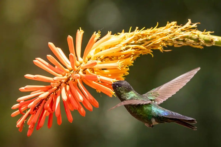 Guillemots nesting on a rocky cliff face in the Scottish Highlands. Highland birding.