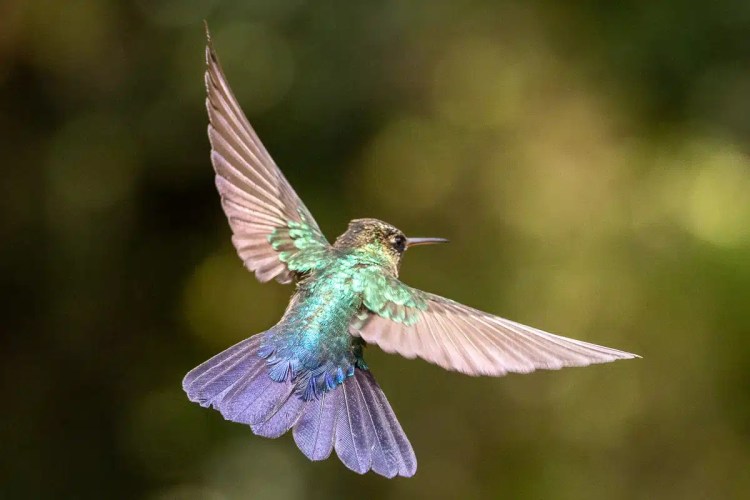 Guillemots nesting on a rocky cliff face in the Scottish Highlands. Highland birding.