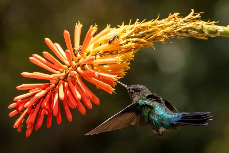 Guillemots nesting on a rocky cliff face in the Scottish Highlands. Highland birding.