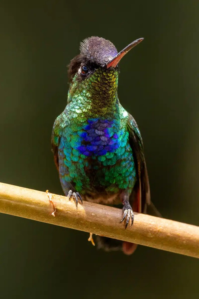Guillemots nesting on a rocky cliff face in the Scottish Highlands. Highland birding.