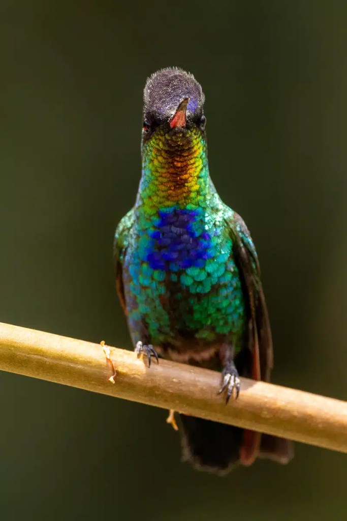 Guillemots nesting on a rocky cliff face in the Scottish Highlands. Highland birding.