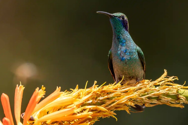 Guillemots nesting on a rocky cliff face in the Scottish Highlands. Highland birding.